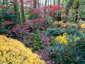 Acer path in autumn        